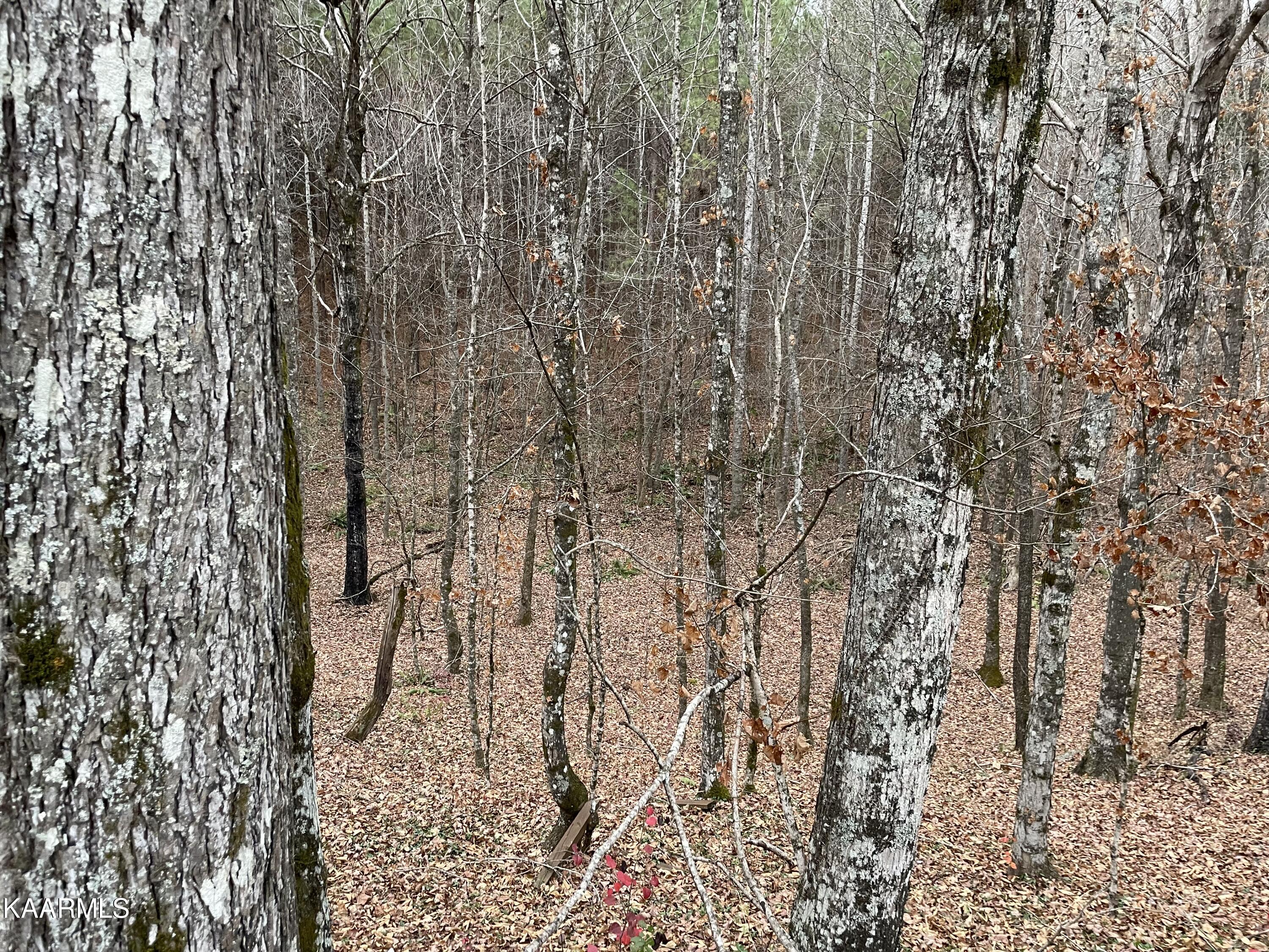 947 Rayl Hollow Road Decatur, TN 37322 - Photo 39 of 55 CD491DA9-3439-4C25-9B6A-60E01604282F
