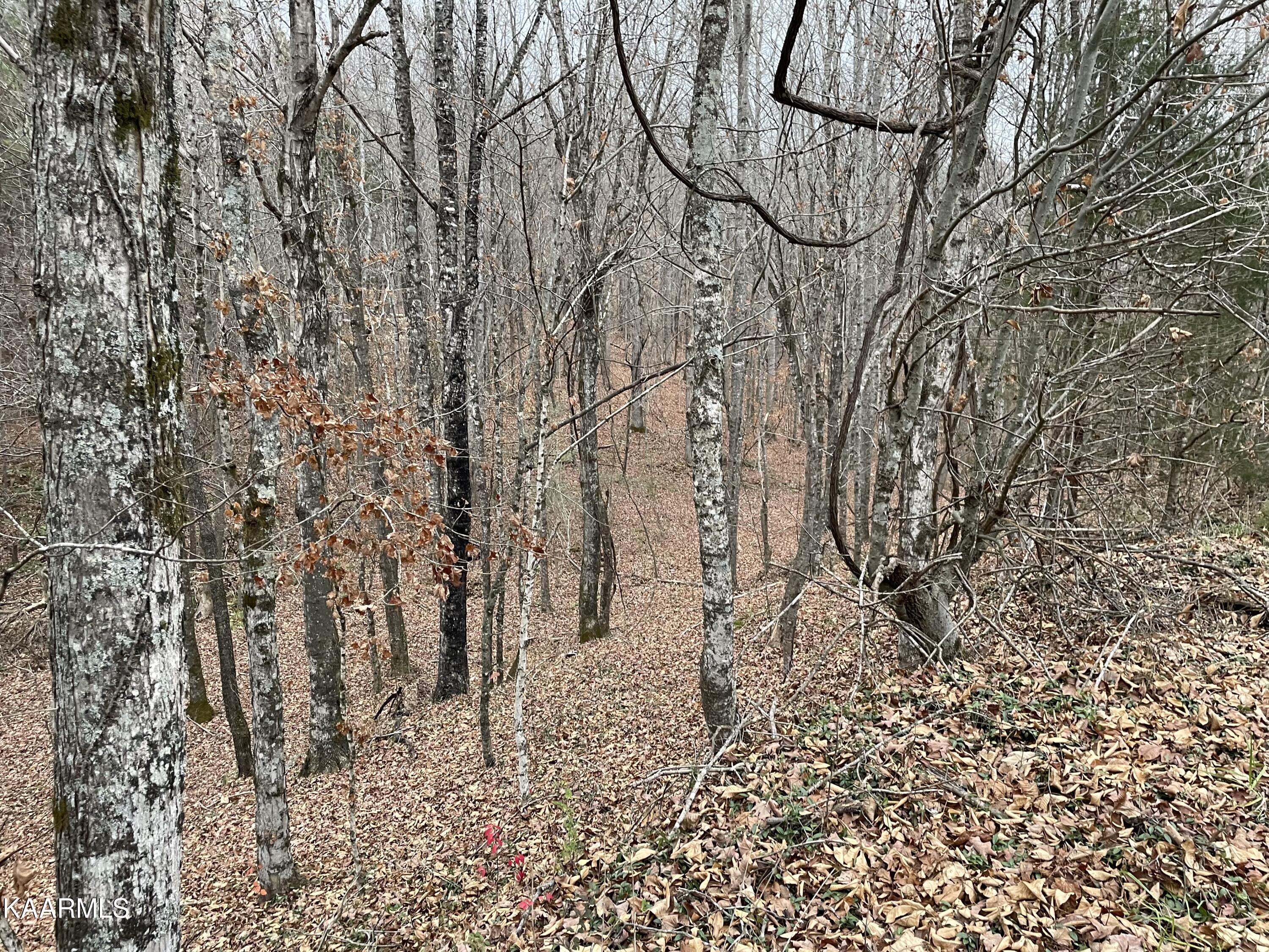947 Rayl Hollow Road Decatur, TN 37322 - Photo 40 of 55 BB9604B6-3F20-4D38-A380-03430D83CE6E