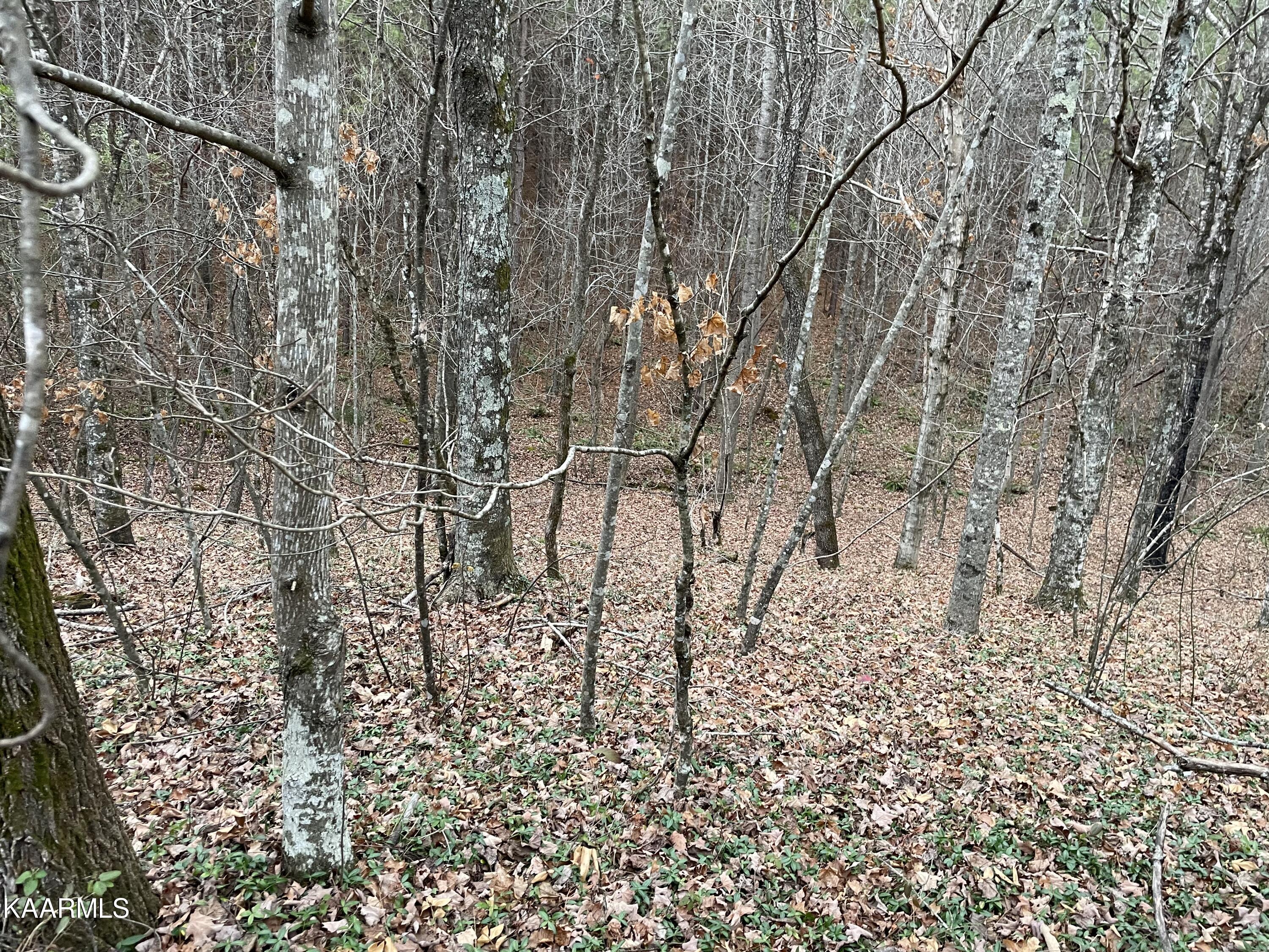 947 Rayl Hollow Road Decatur, TN 37322 - Photo 41 of 55 A71C49D5-7EDF-4445-AEEA-1DAF14142D6D