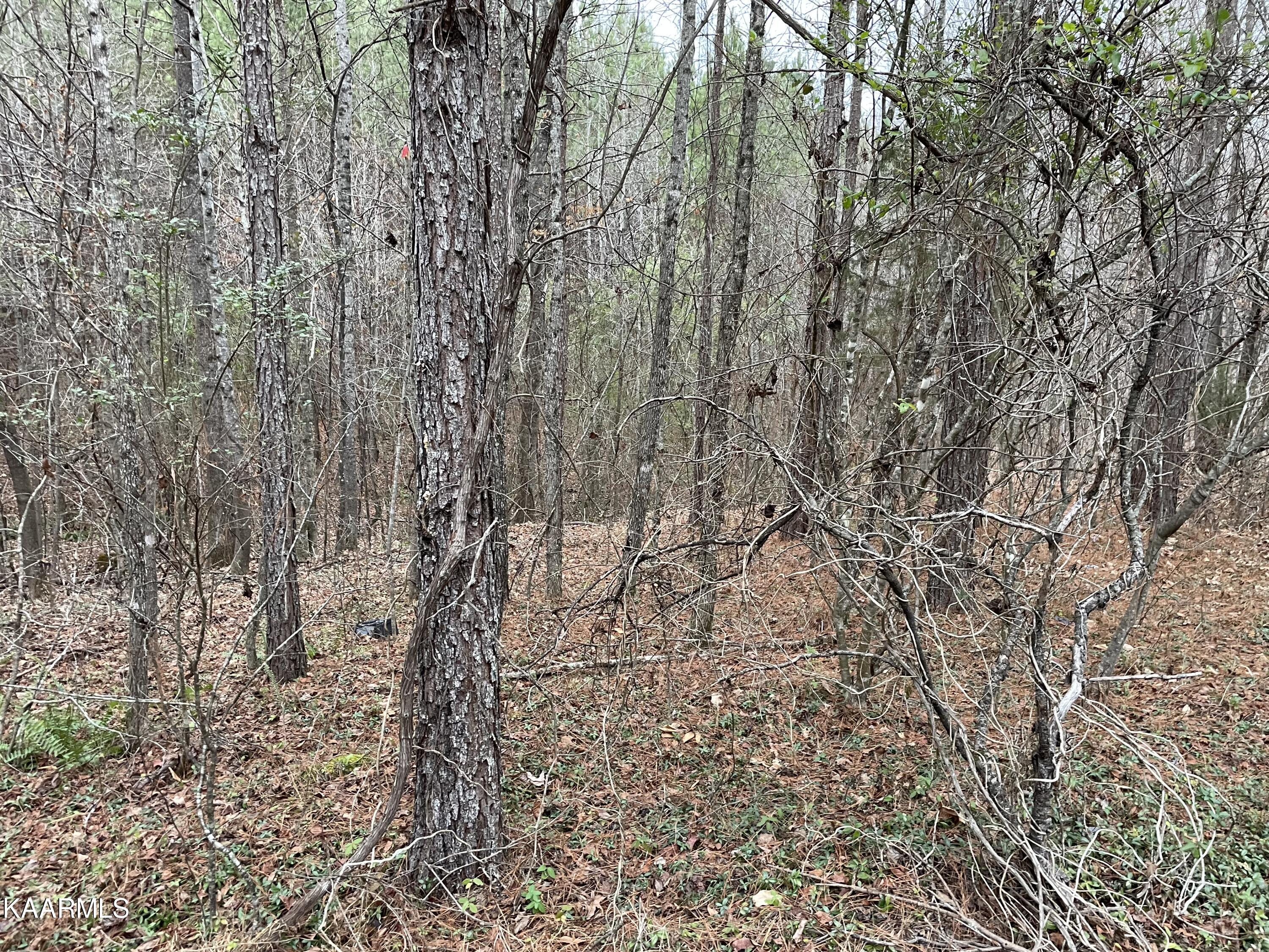 947 Rayl Hollow Road Decatur, TN 37322 - Photo 45 of 55 6B1CD3EC-B322-4256-939C-0F749F4937D3