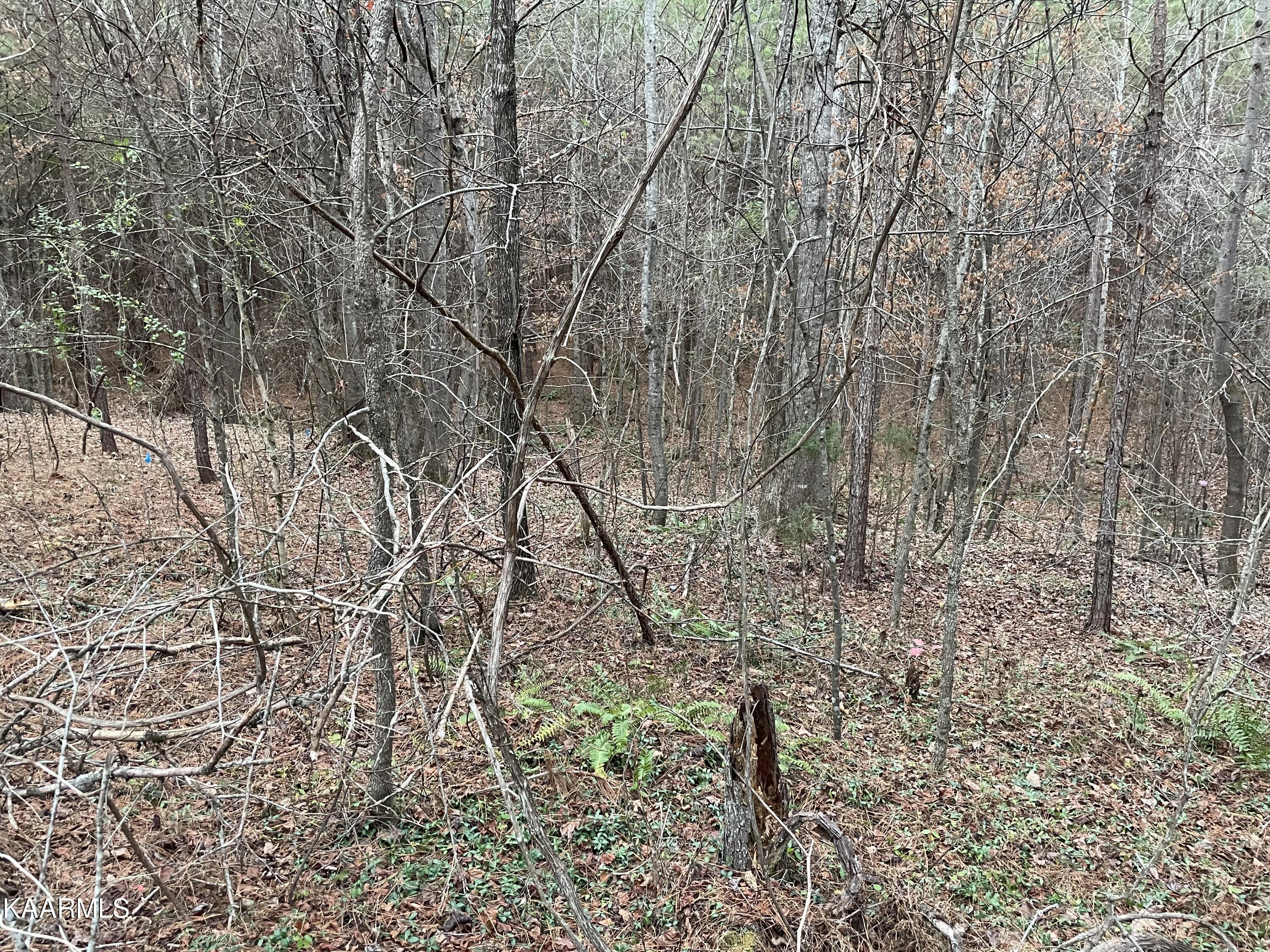 947 Rayl Hollow Road Decatur, TN 37322 - Photo 46 of 55 26745188-DEBA-48C3-97E3-11FC85780C8B