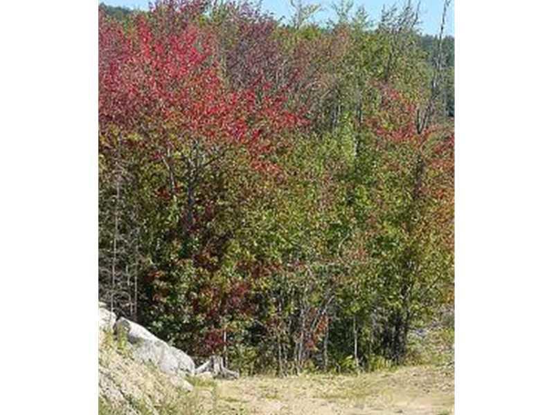 0 Meadow Bridge Road Bethel, ME 04217 - Photo 2 of 2 Land/Lot.