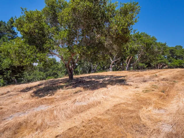 a view of dirt yard with a tree