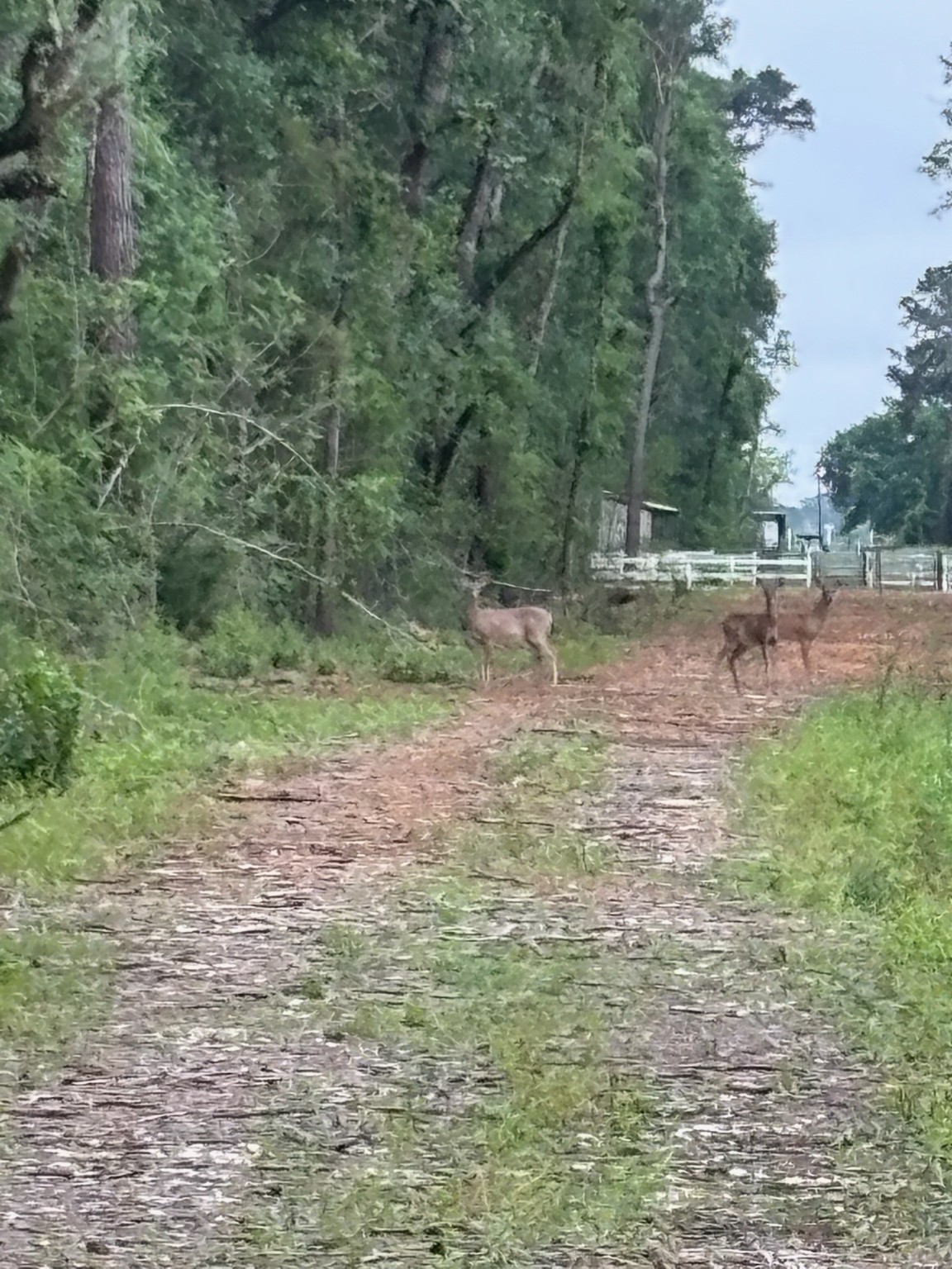 8819 Dowdell Road Tomball, TX 77375 - Photo 17 of 17