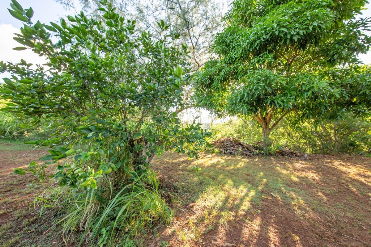 4900 Yamanoha Road, Unit 1 Kapaa, HI 96746 - Photo 8 of 9 Gallery Image 8