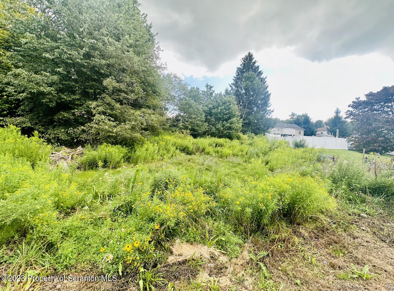a view of a garden with a tree