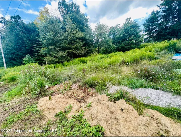 a view of a garden with plants and large trees