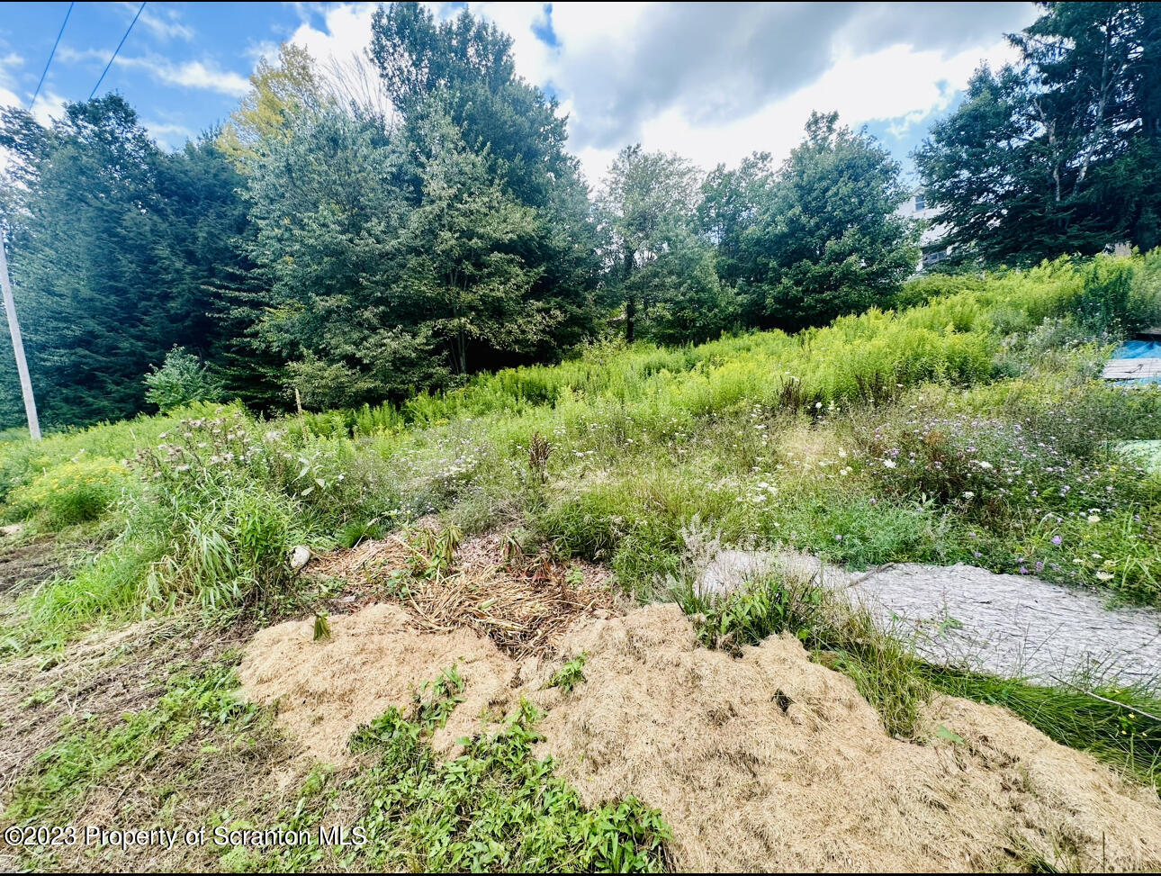 121 Delaware Street Simpson, PA 18407 - Photo 2 of 2 a view of a garden with plants and large trees