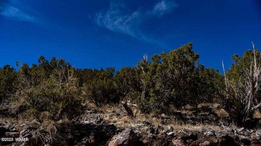 Lot 38 Elk Valley Ranch St. Johns, AZ 85936 - Photo 6 of 26