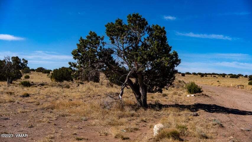 Lot 38 Elk Valley Ranch St. Johns, AZ 85936 - Photo 10 of 26