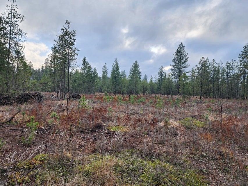 Tbd Agar Road Loon Lake, WA 99148 - Photo 1 of 7 Gallery Image 1
