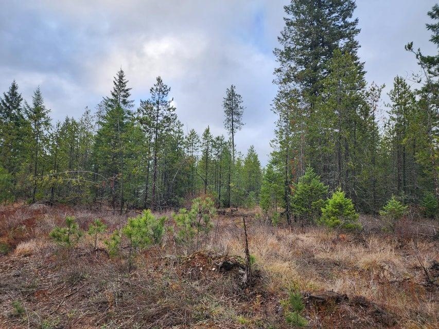 Tbd Agar Road Loon Lake, WA 99148 - Photo 4 of 7 Gallery Image 4
