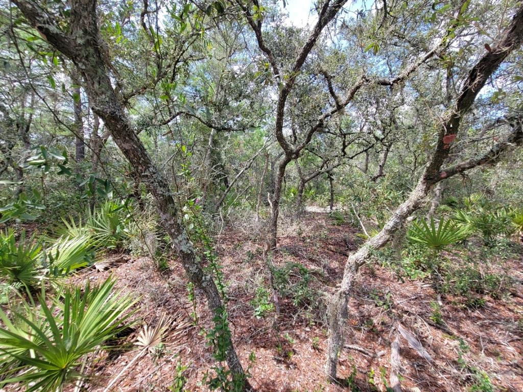 Corner Of Oak And Corner Of Oak And Cypress Road Ocala, FL 34472 - Photo 11 of 13 a view of a forest that has a tree