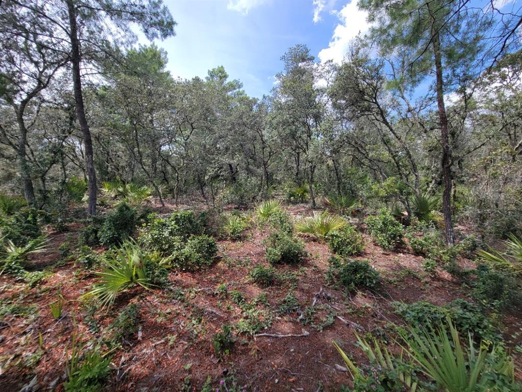 Corner Of Oak And Corner Of Oak And Cypress Road Ocala, FL 34472 - Photo 12 of 13 a view of a large yard with lots of green space