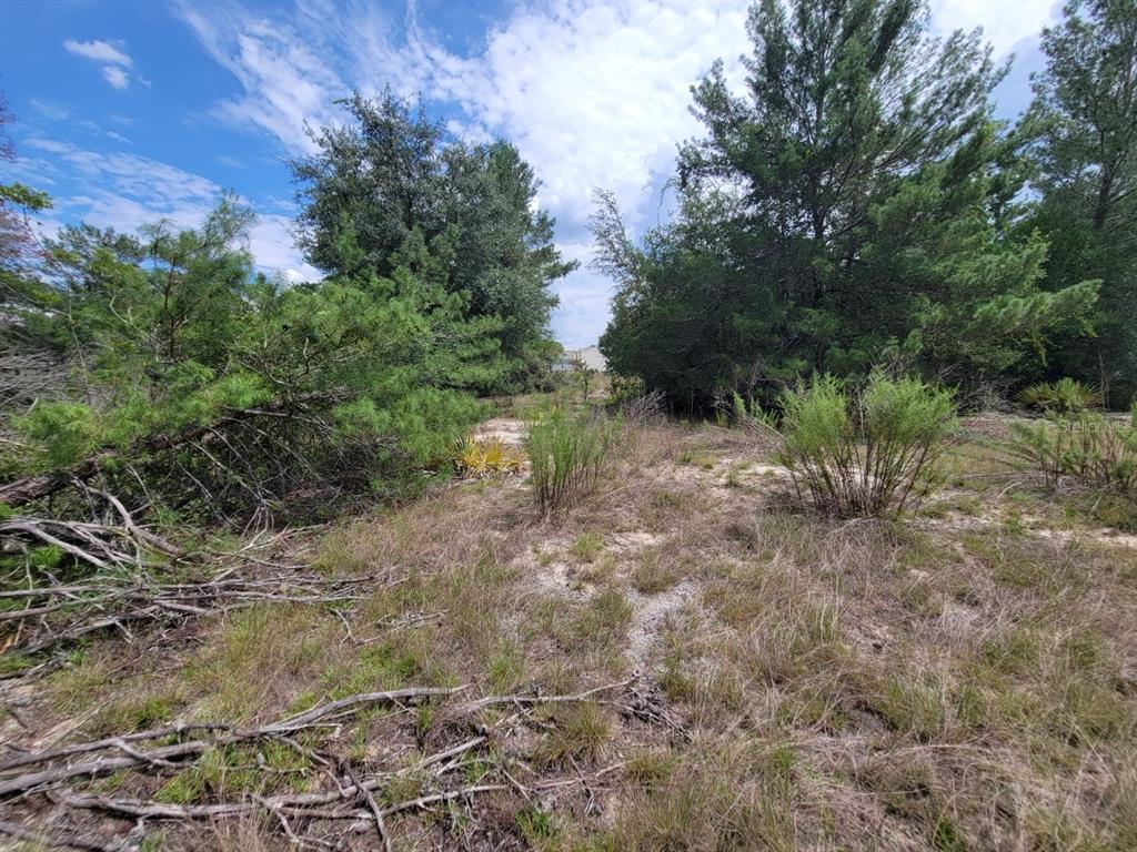 Corner Of Oak And Corner Of Oak And Cypress Road Ocala, FL 34472 - Photo 3 of 13 a view of a dry yard with large trees