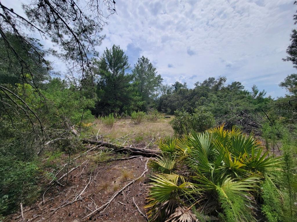 Corner Of Oak And Corner Of Oak And Cypress Road Ocala, FL 34472 - Photo 4 of 13 a view of a yard with plants and a large tree