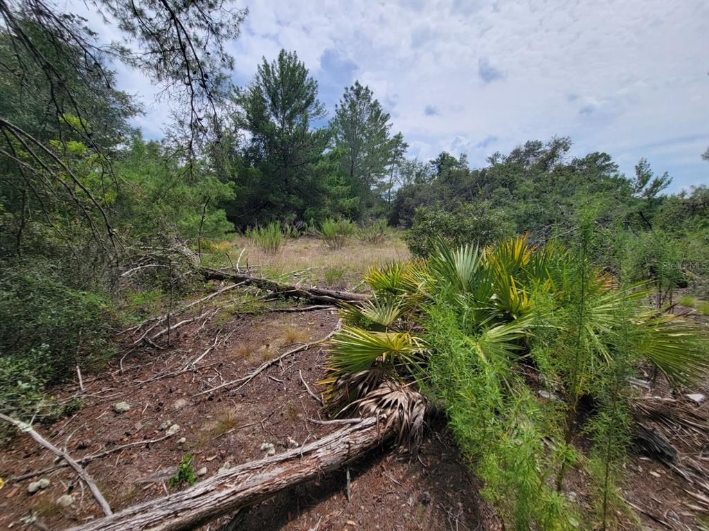 Corner Of Oak And Corner Of Oak And Cypress Road Ocala, FL 34472 - Photo 5 of 13 a backyard of a house with lots of green space