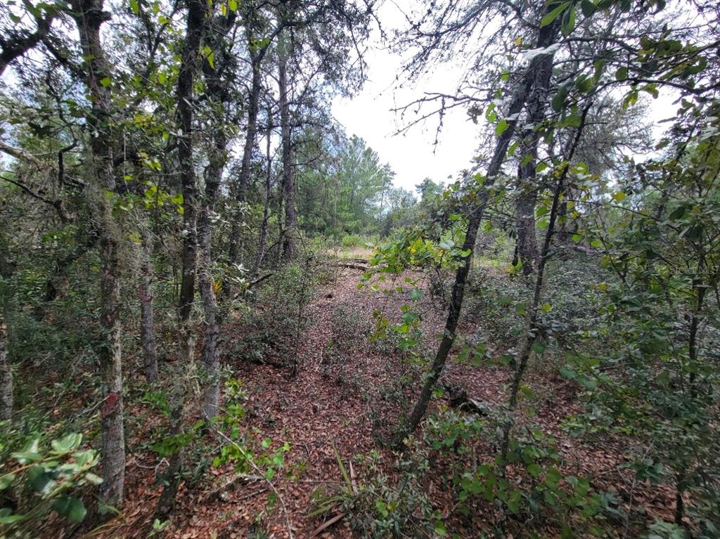 Corner Of Oak And Corner Of Oak And Cypress Road Ocala, FL 34472 - Photo 6 of 13 a view of a forest with trees in the background