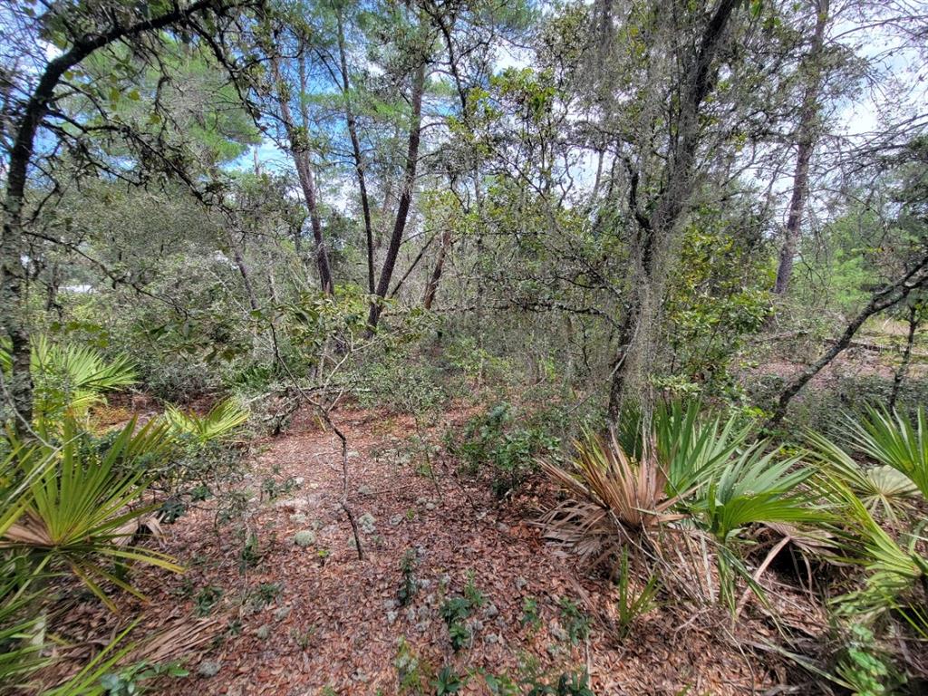 Corner Of Oak And Corner Of Oak And Cypress Road Ocala, FL 34472 - Photo 7 of 13 a view of a yard