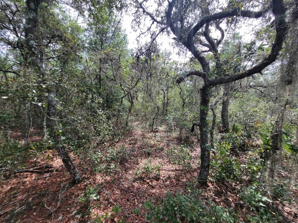 Corner Of Oak And Corner Of Oak And Cypress Road Ocala, FL 34472 - Photo 8 of 13 a view of a yard with a tree