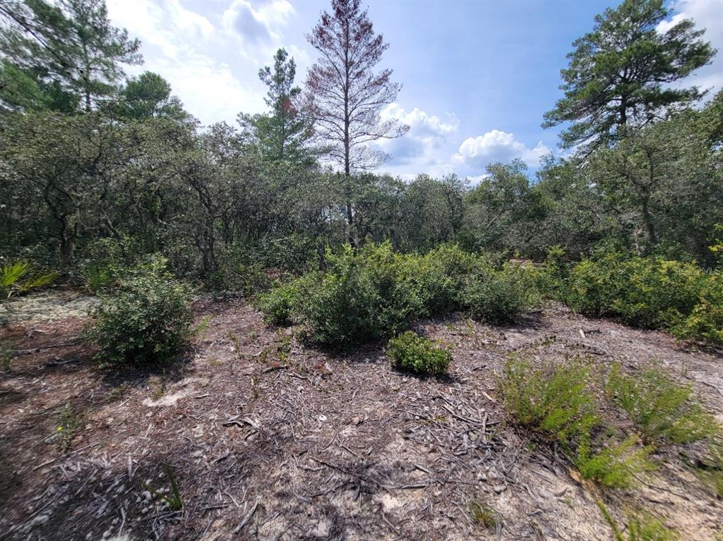 Corner Of Oak And Corner Of Oak And Cypress Road Ocala, FL 34472 - Photo 9 of 13 a view of a large yard with lots of green space