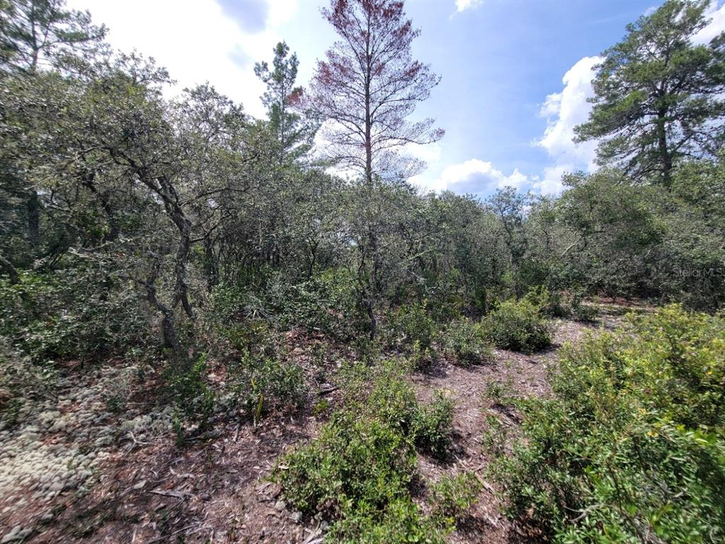 Corner Of Oak And Corner Of Oak And Cypress Road Ocala, FL 34472 - Photo 10 of 13 a view of a yard with a tree