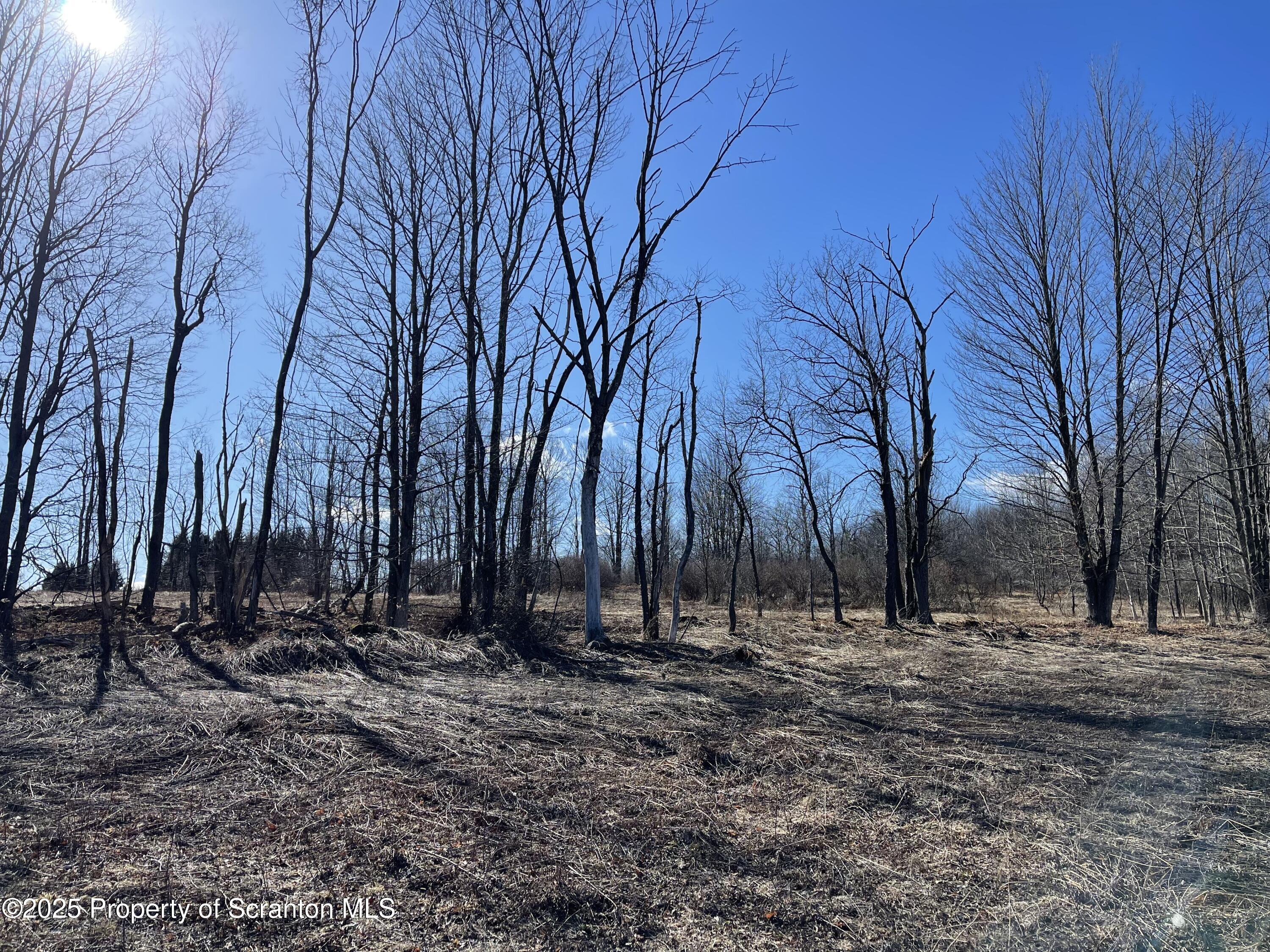 318 Road Spring Brook Moscow, PA 18444 - Photo 12 of 16 a view of outdoor space with trees