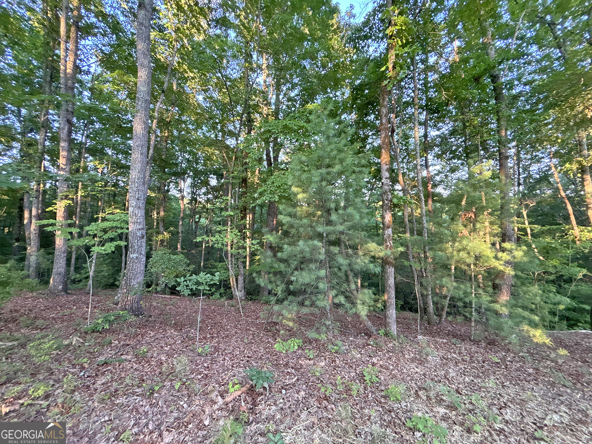 Lot 20 Mt Springer Road Ellijay, GA 30540 - Photo 6 of 32