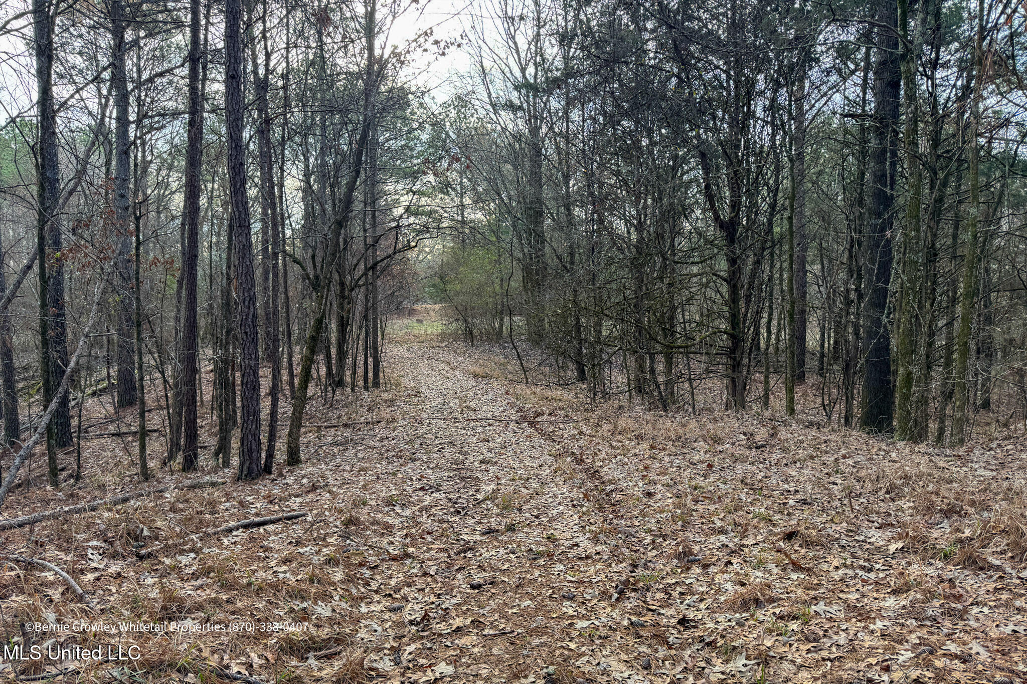 Enid Dam Rd Road Pope, MS 38658 - Photo 11 of 43 Panola 58.5 MLS -09