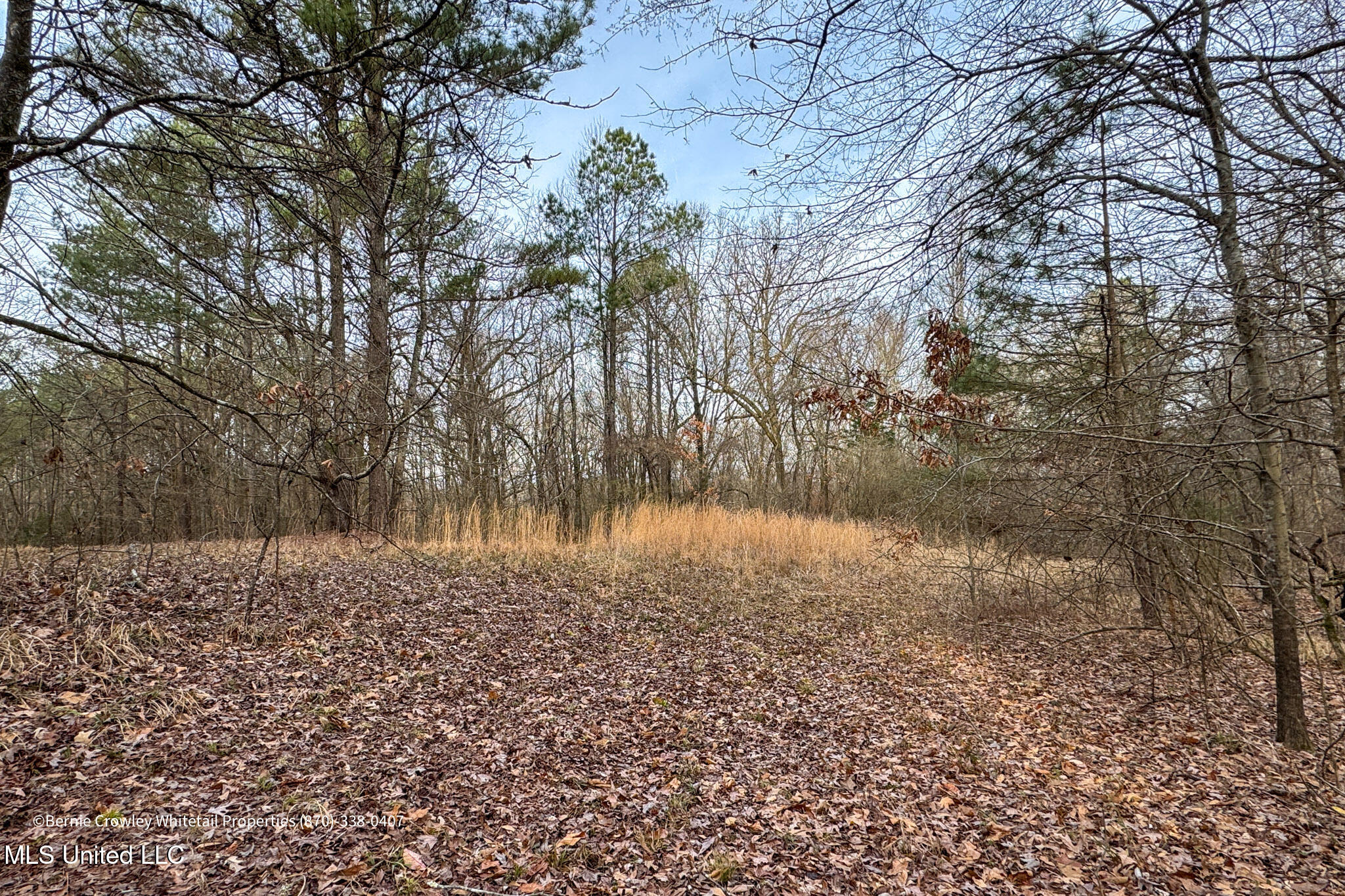 Enid Dam Rd Road Pope, MS 38658 - Photo 12 of 43 Panola 58.5 MLS -12