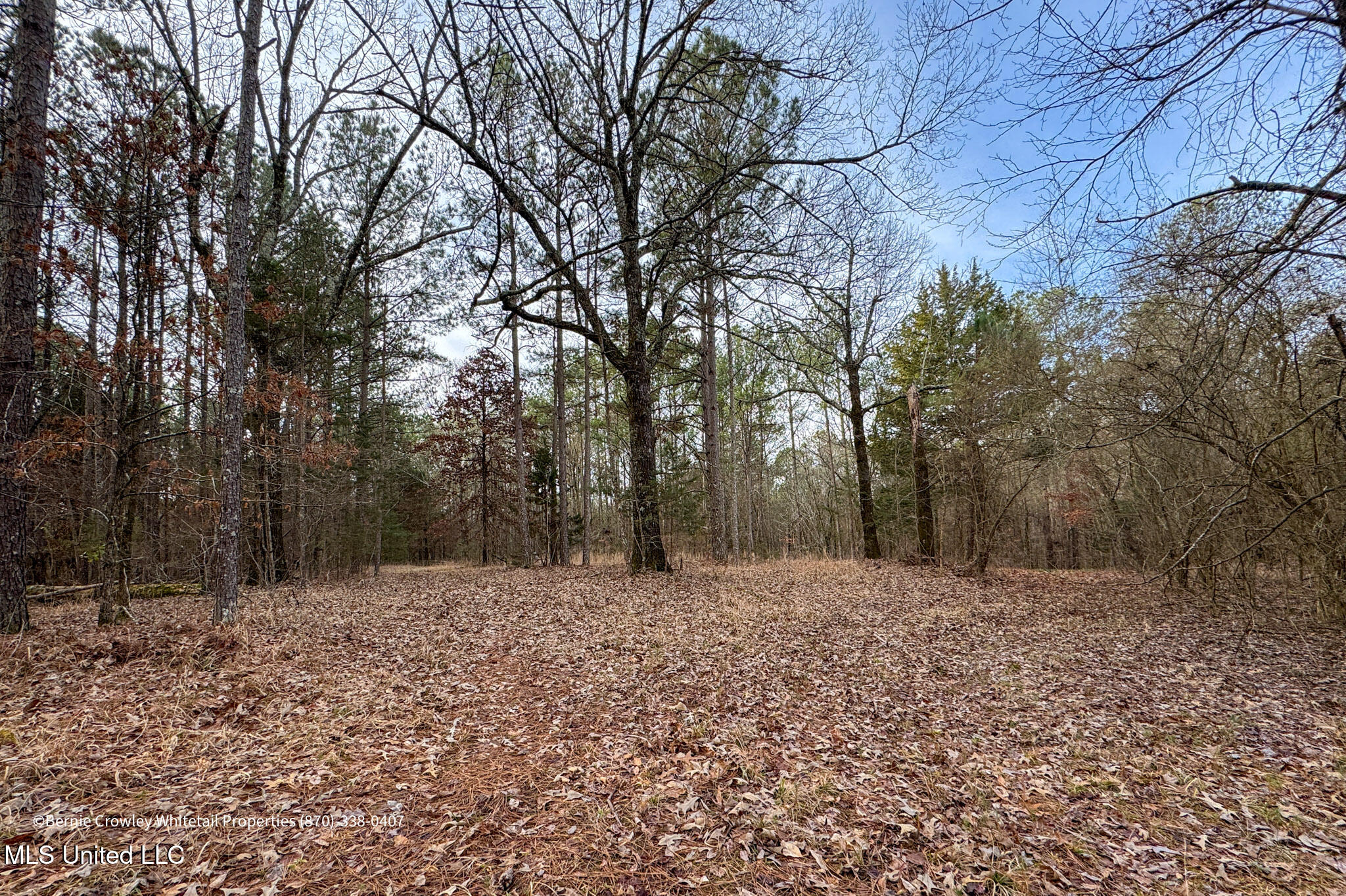 Enid Dam Rd Road Pope, MS 38658 - Photo 16 of 43 Panola 58.5 MLS -16
