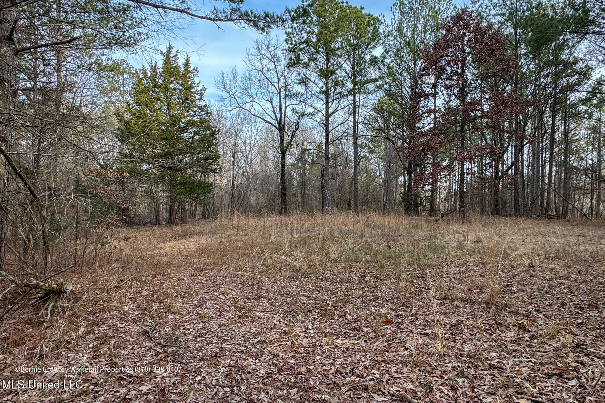 Enid Dam Rd Road Pope, MS 38658 - Photo 17 of 43 Panola 58.5 MLS -17