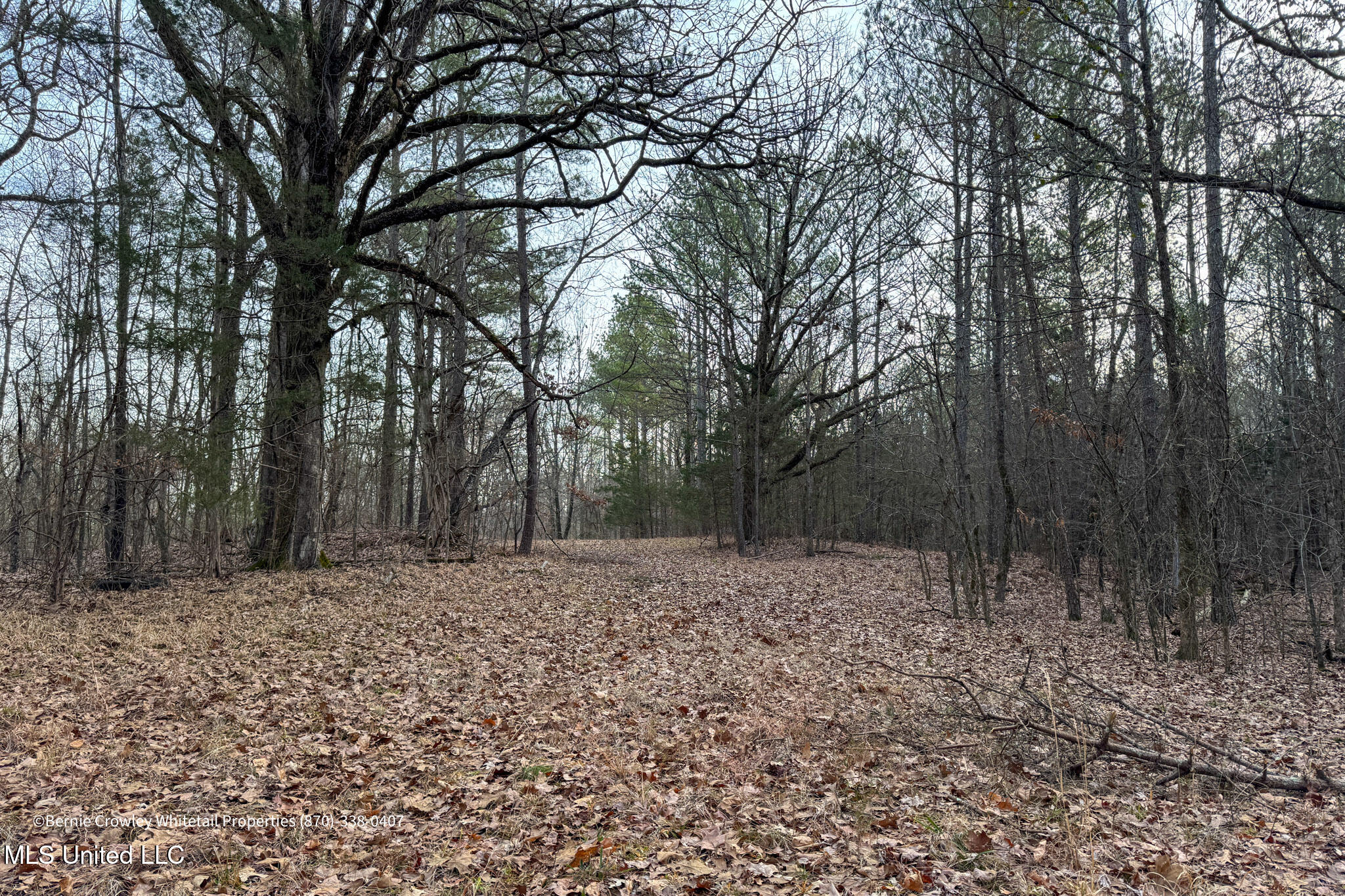 Enid Dam Rd Road Pope, MS 38658 - Photo 24 of 43 Panola 58.5 MLS -24