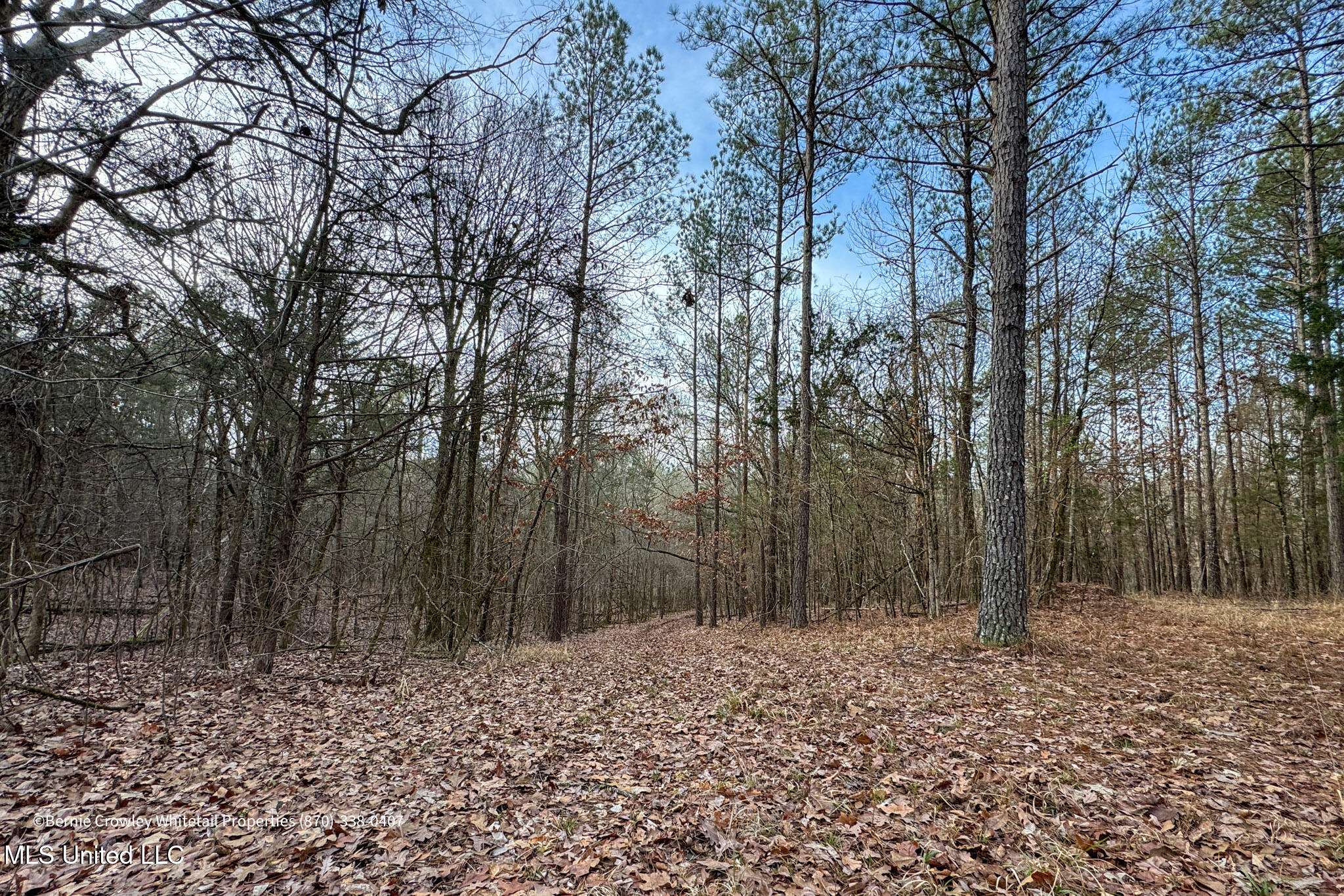 Enid Dam Rd Road Pope, MS 38658 - Photo 25 of 43 Panola 58.5 MLS -25