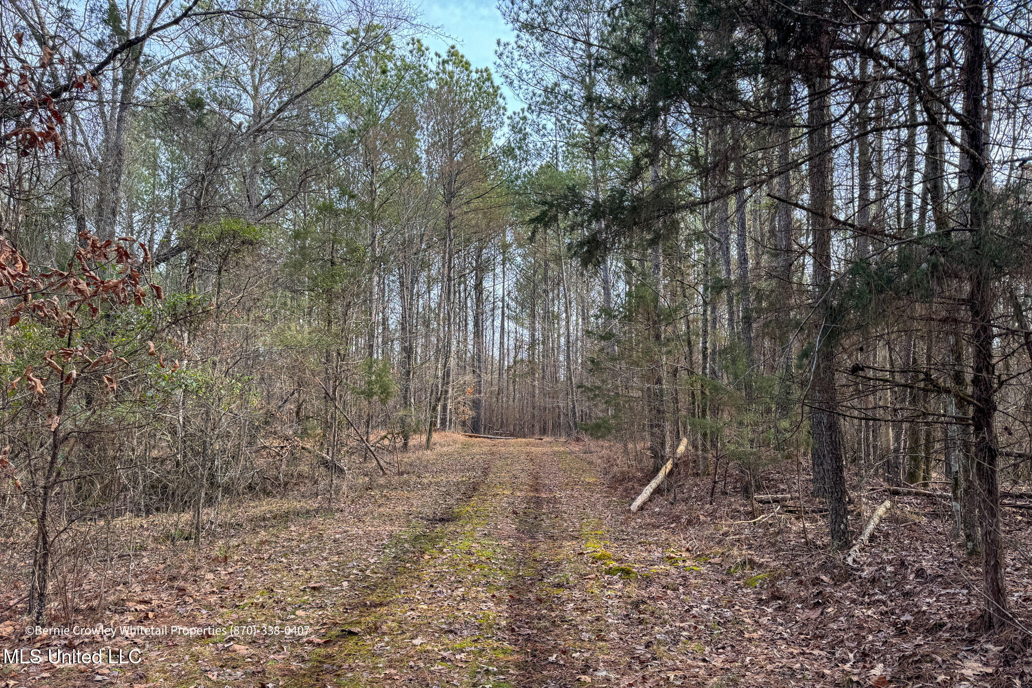 Enid Dam Rd Road Pope, MS 38658 - Photo 6 of 43 Panola 58.5 MLS -05