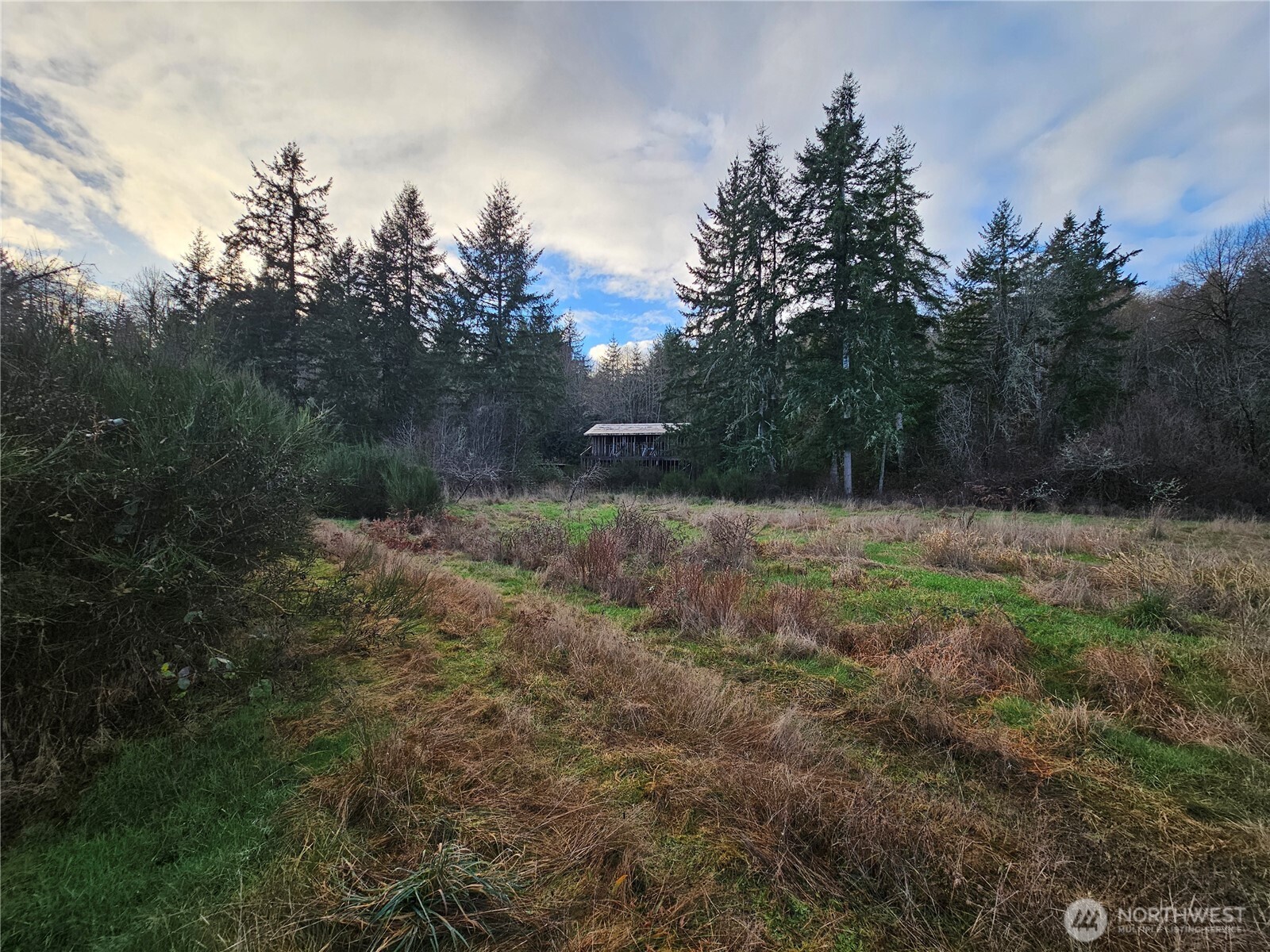 206 184th Avenue Southwest Lakebay, WA 98349 - Photo 3 of 7 a view of a forest with trees in the background