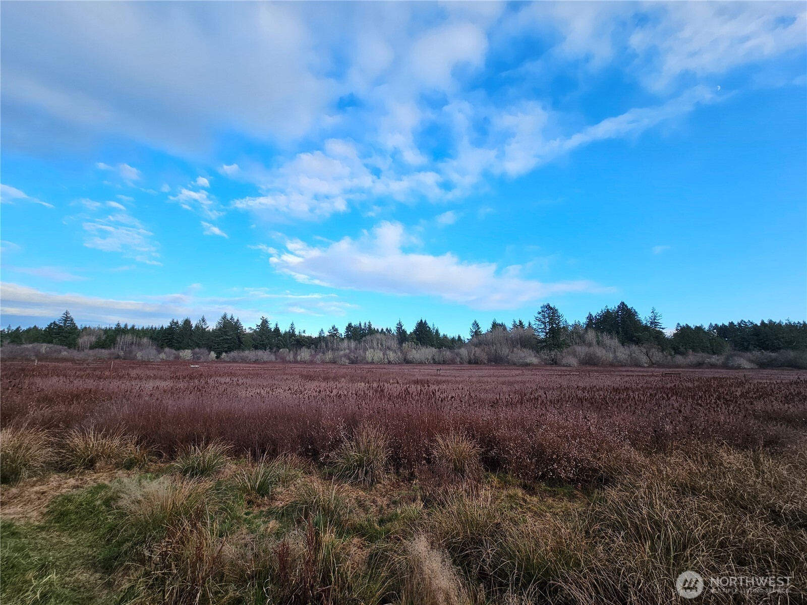 206 184th Avenue Southwest Lakebay, WA 98349 - Photo 7 of 7 a view of dirt field and trees