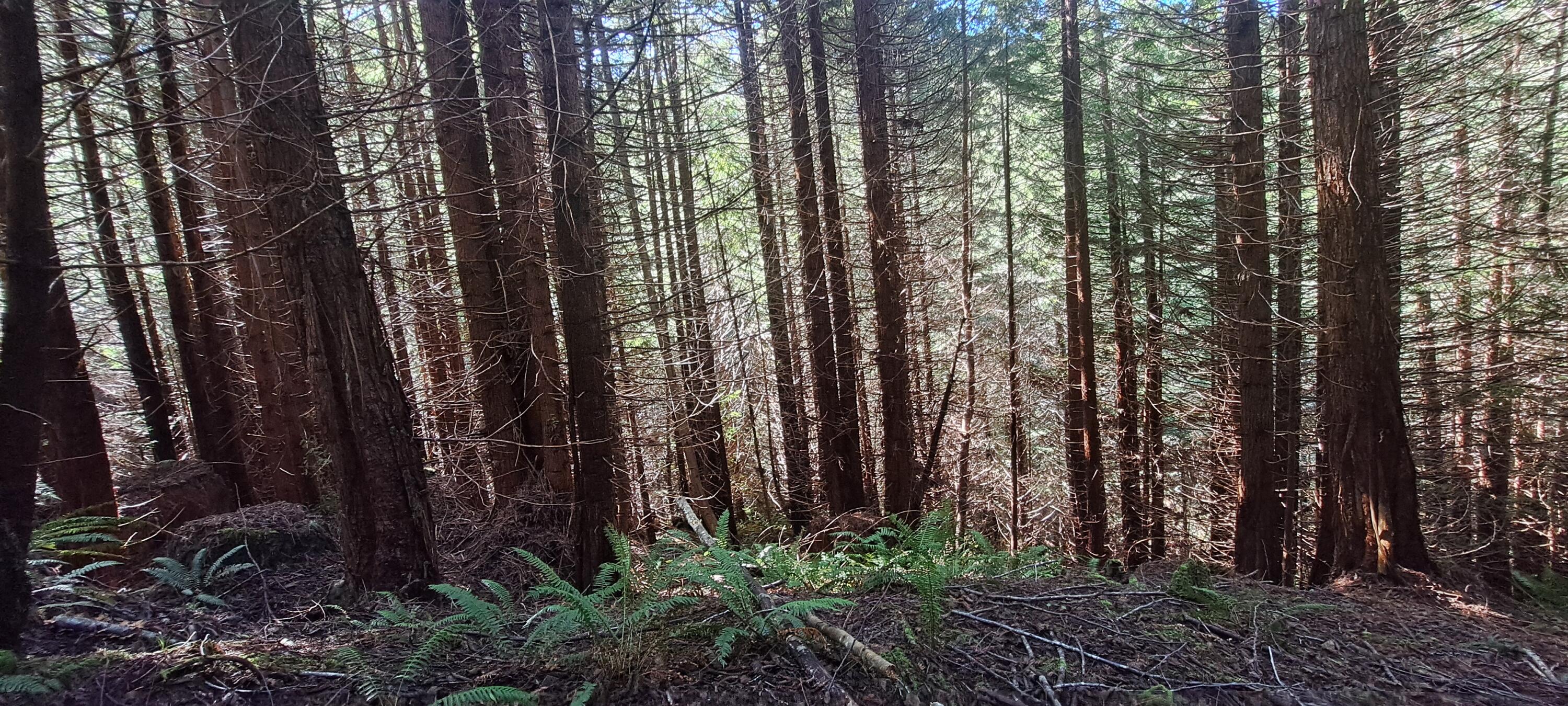403.131042 Redmond Road Eureka, CA 95503 - Photo 5 of 16