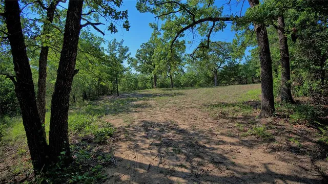 a view of a yard with lots of trees