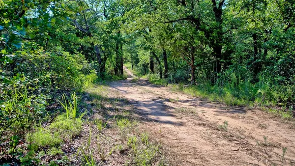 a view of a forest with trees