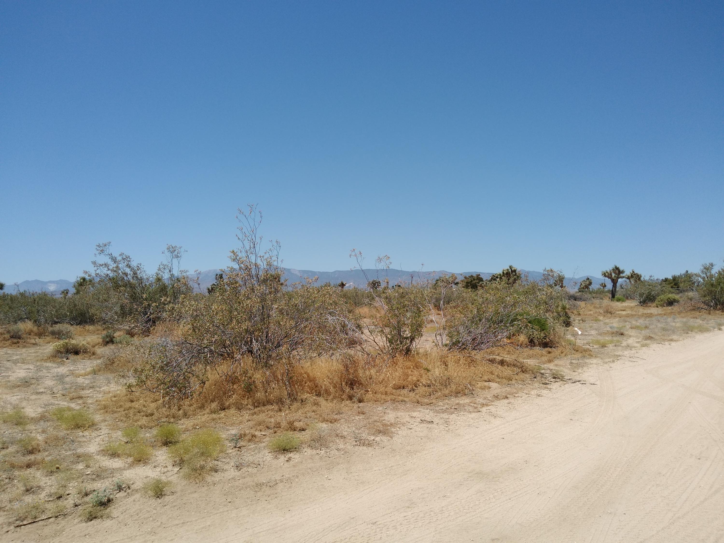 Estero Road Phelan, CA 92371 - Photo 7 of 14 a view of a dry yard with trees in the background