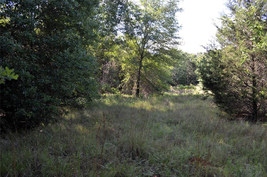 760 County Road, Unit 2315 Eustace, TX 75124 - Photo 12 of 19 a view of a forest with a tree