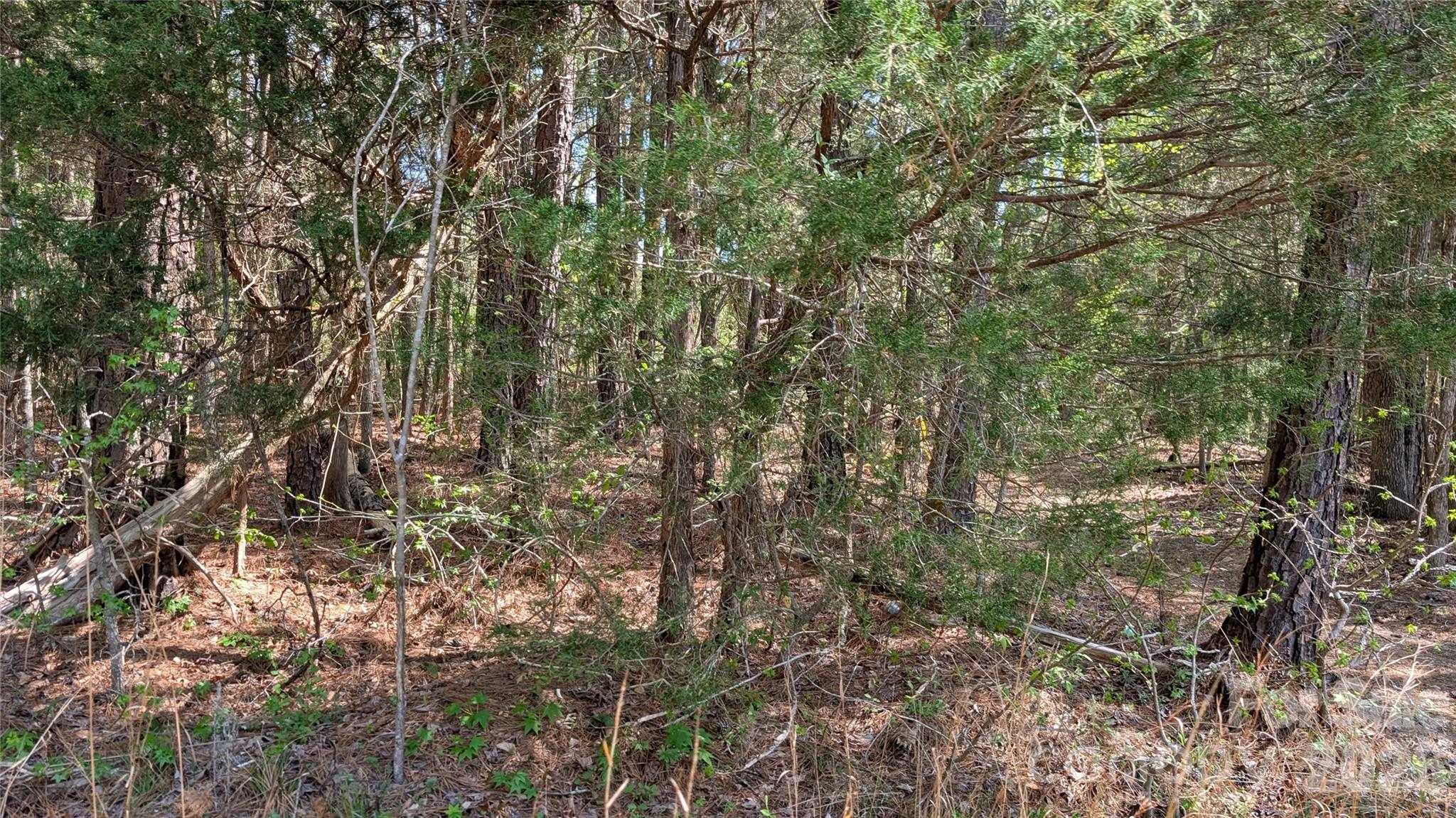 Tbd Boyd Road Blackstock, SC 29014 - Photo 19 of 21 a view of a yard with a tree