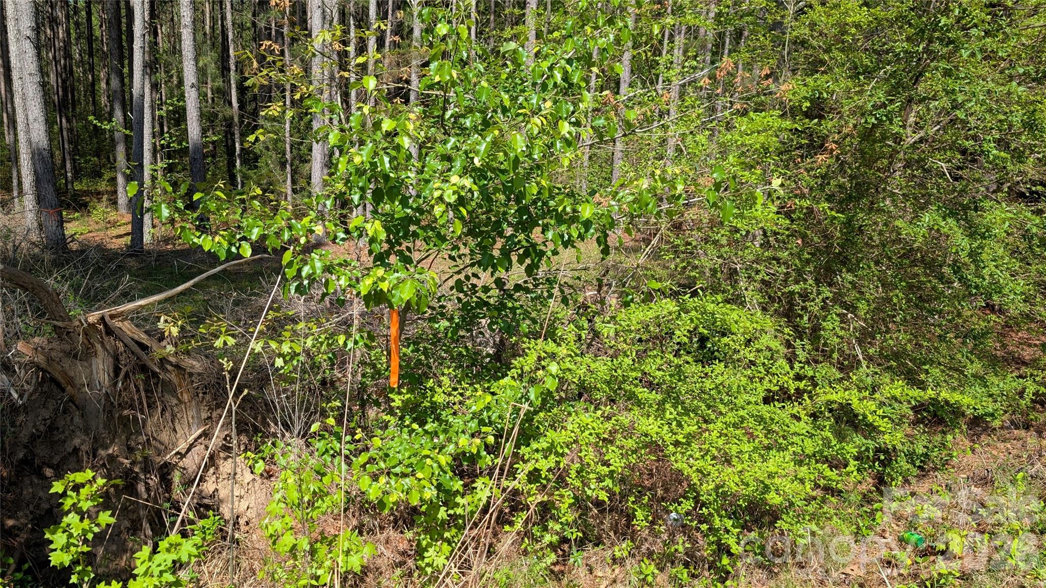 Tbd Boyd Road Blackstock, SC 29014 - Photo 3 of 21 a view of a tree with a tree