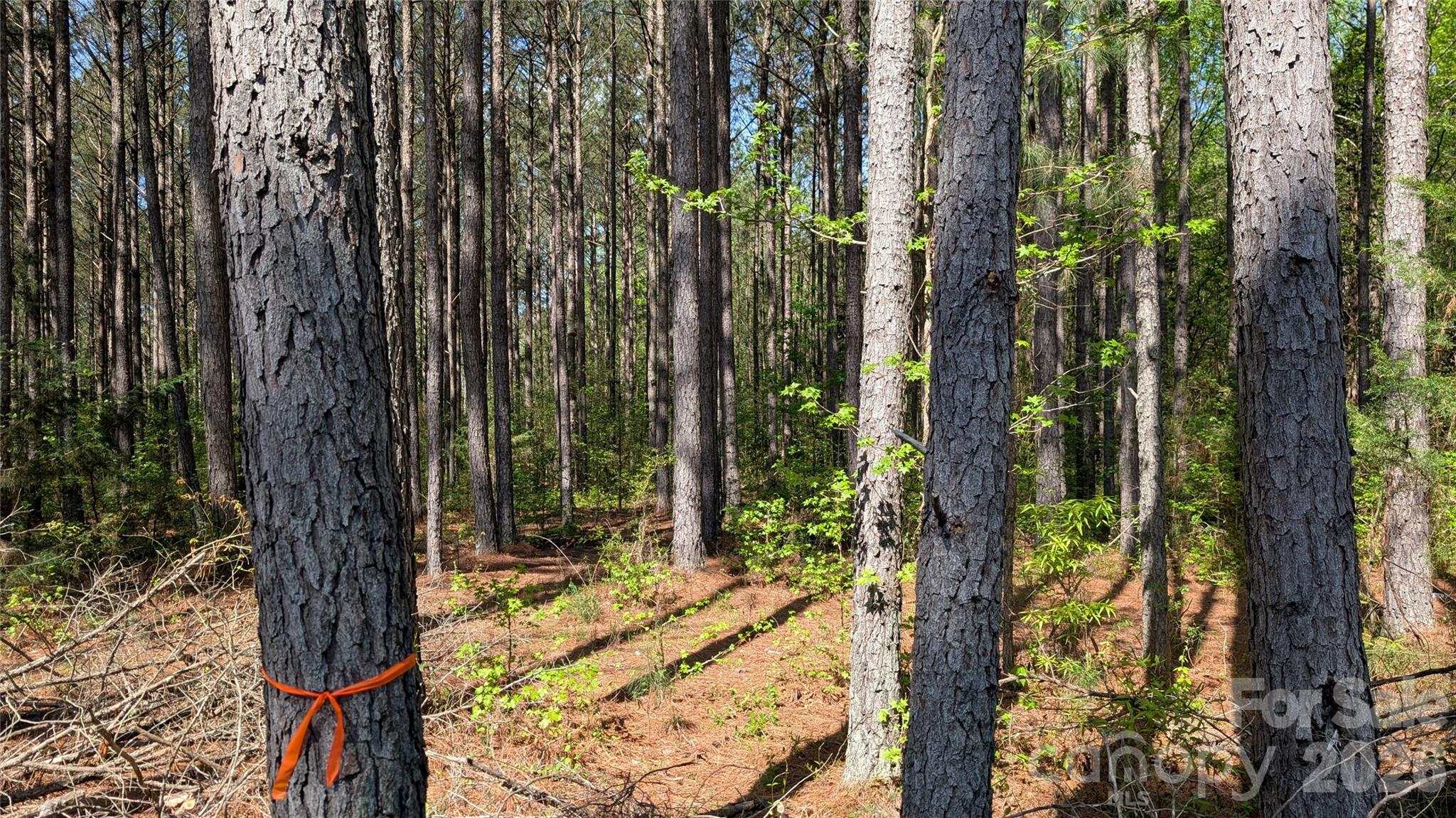 Tbd Boyd Road Blackstock, SC 29014 - Photo 4 of 21 a view of a garden