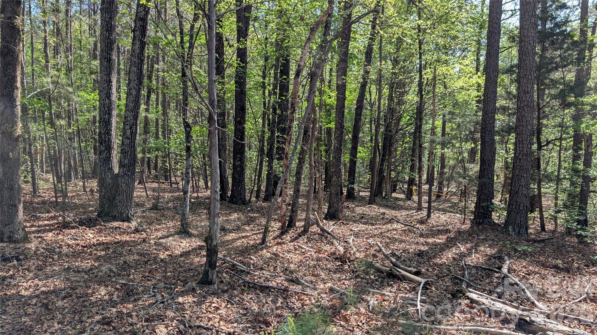 Tbd Boyd Road Blackstock, SC 29014 - Photo 6 of 21 a view of outdoor space with lots of trees