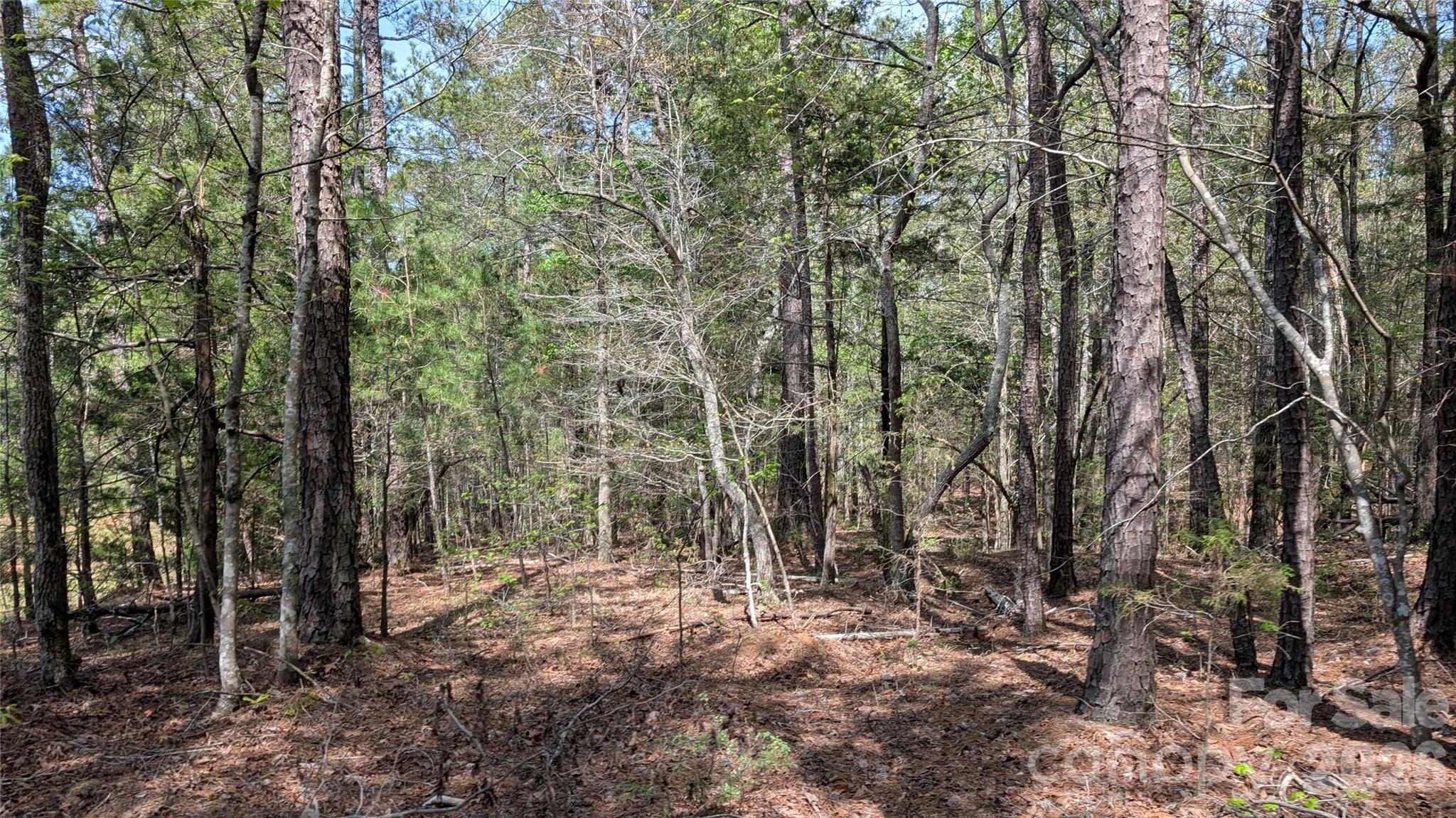 Tbd Boyd Road Blackstock, SC 29014 - Photo 9 of 21 a view of outdoor space and trees
