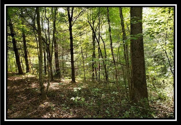 0 Pedigo Ridge Road, Unit TRACT 2) New Marshfield, OH 45766 - Photo 75 of 77 image075