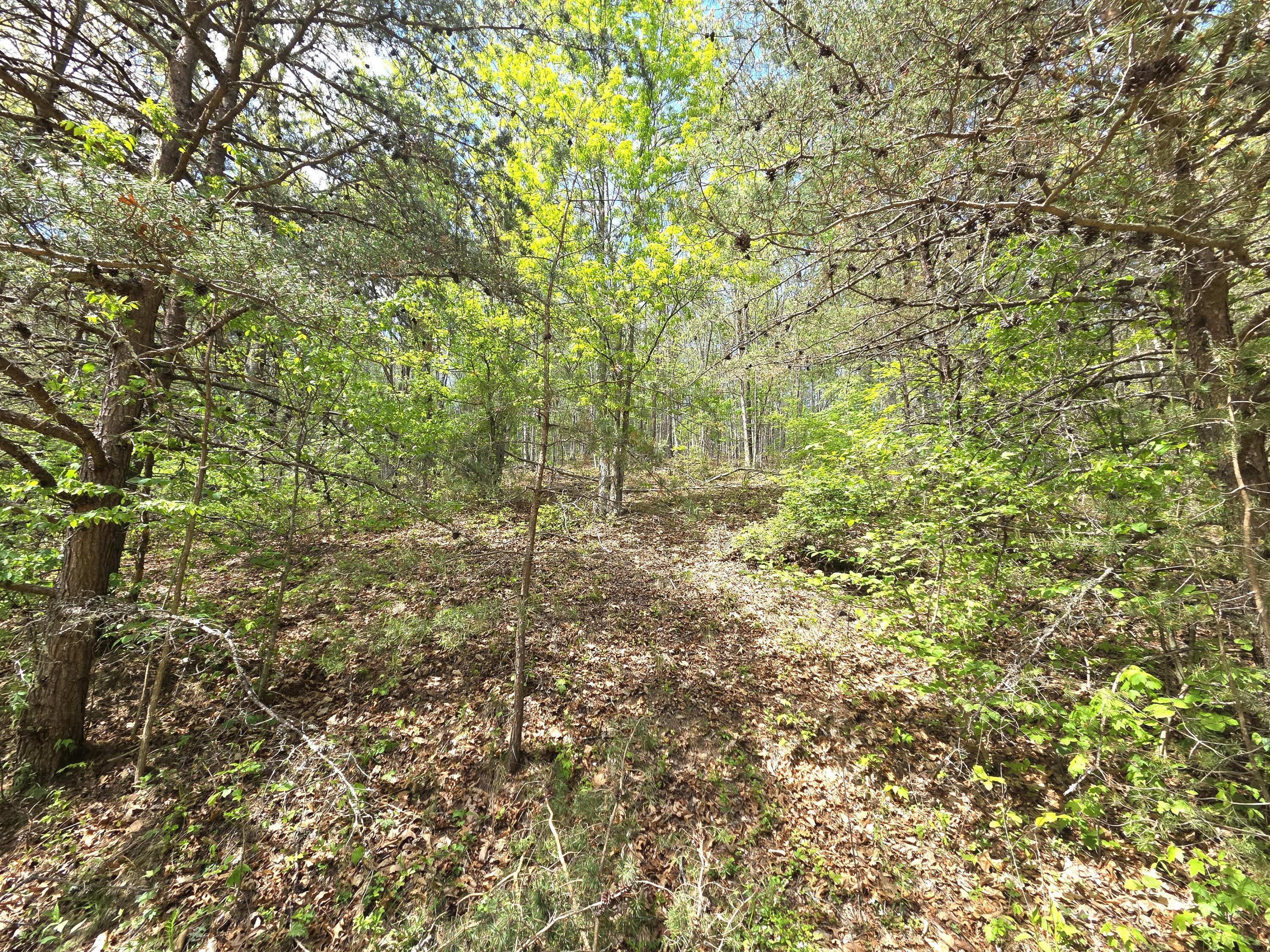 345 Panther Run Road Lindside, WV 24951 - Photo 22 of 31 Gallery Image 22