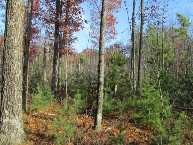 Lot 7 Badger Road Lake Tomahawk, WI 54539 - Photo 9 of 11 Gallery Image 9